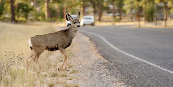 deer-animal-state-farm